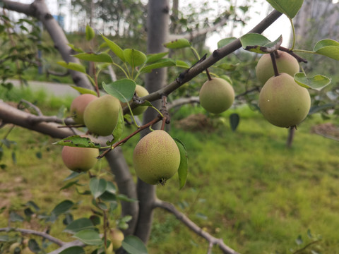 苹果梨