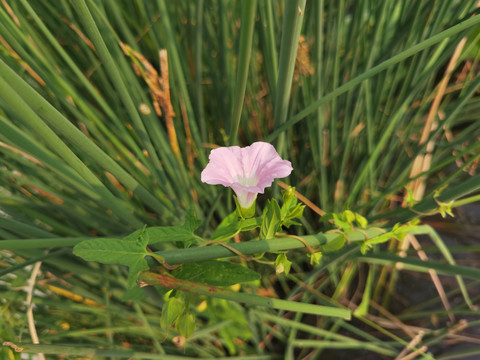 牵牛花特写白色牵牛花