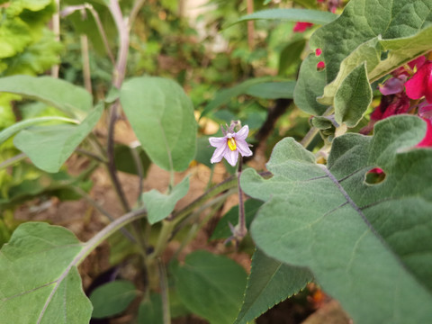 茄子花