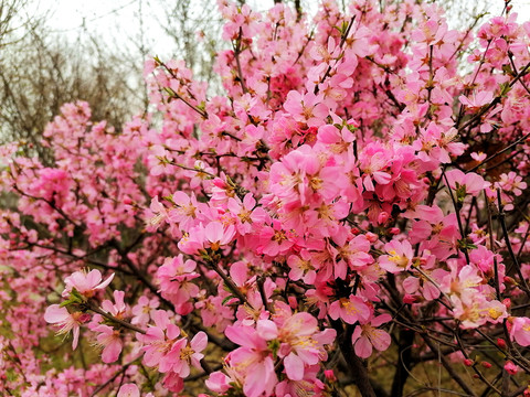 山桃花