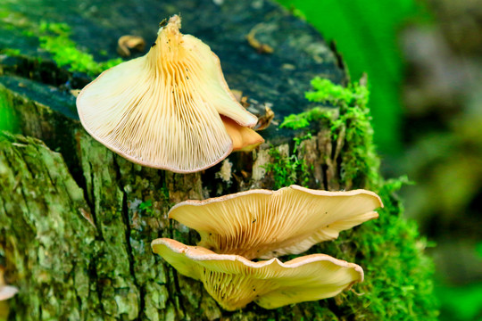 野生菌与蘑菇