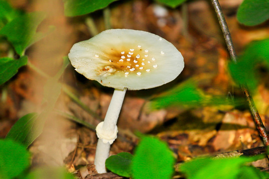 野生菌与蘑菇