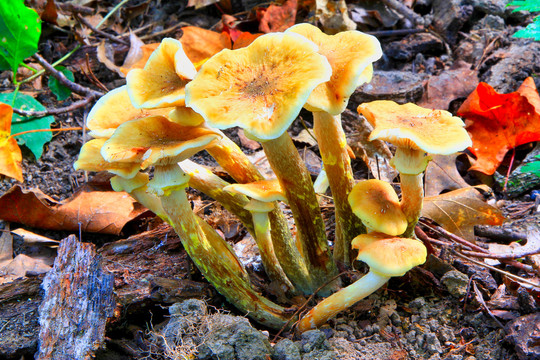 野生菌与蘑菇