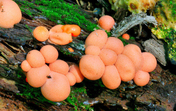 野生菌与蘑菇