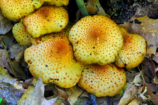 野生菌与蘑菇