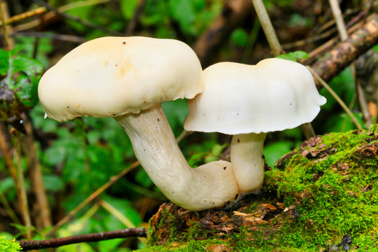 野生菌与蘑菇