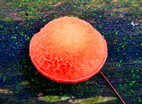 野生菌与蘑菇