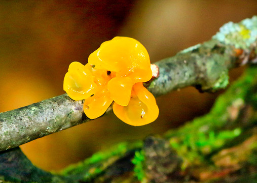 野生菌与蘑菇