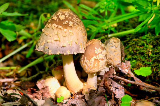 野生菌与蘑菇