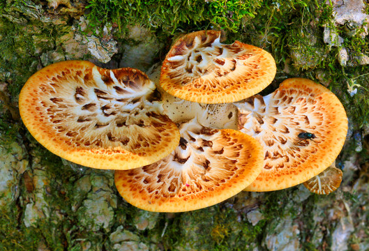 野生菌与蘑菇