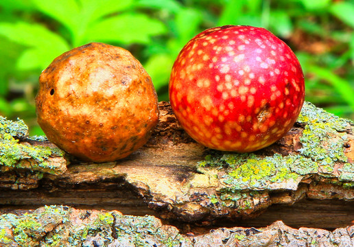 野生菌与蘑菇