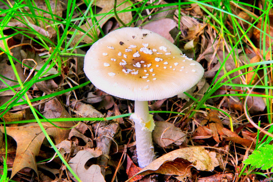 野生菌与野生蘑菇