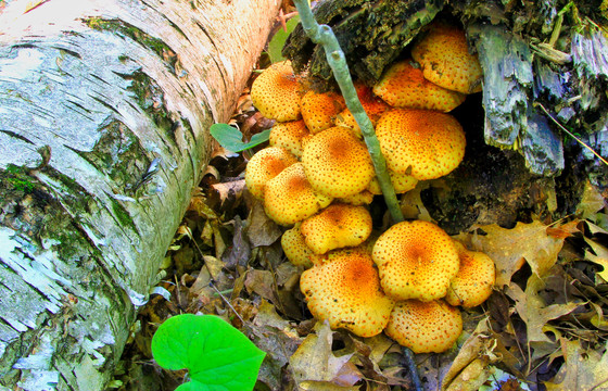 野山菌与蘑菇