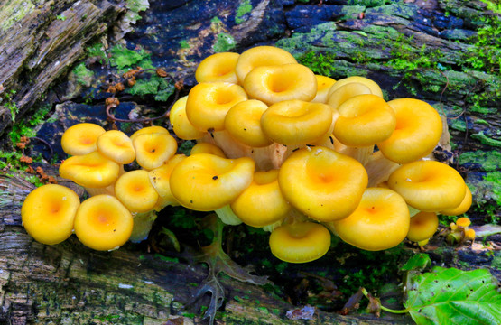 野山菌与蘑菇