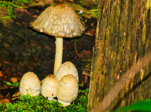 野山菌与蘑菇