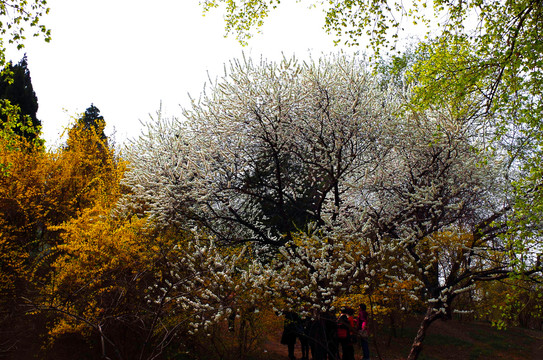 北京玉渊潭公园樱花