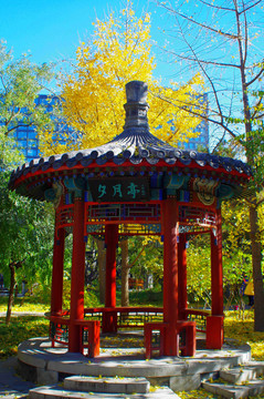 北京月坛公园银杏