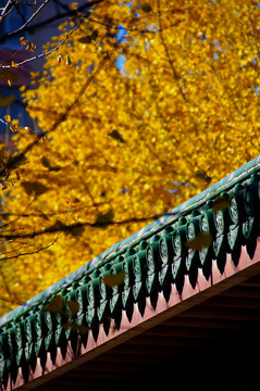 北京月坛公园银杏