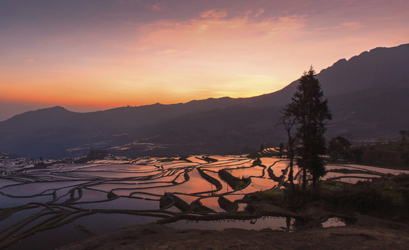 云南元阳梯田多依树景区自然景观