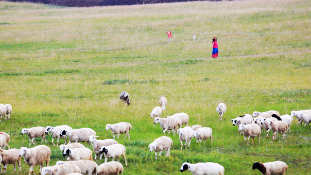 内蒙古牧羊女