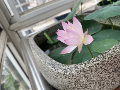 碗莲