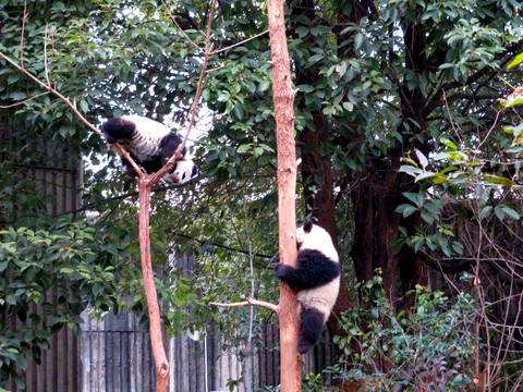 树上的大熊猫大熊猫