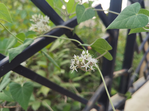 四季花茄子