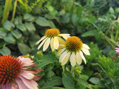 黄色松果菊花特写