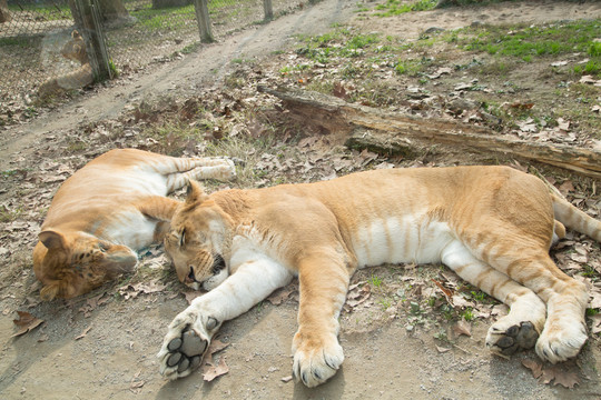 野生动物园里的狮虎兽