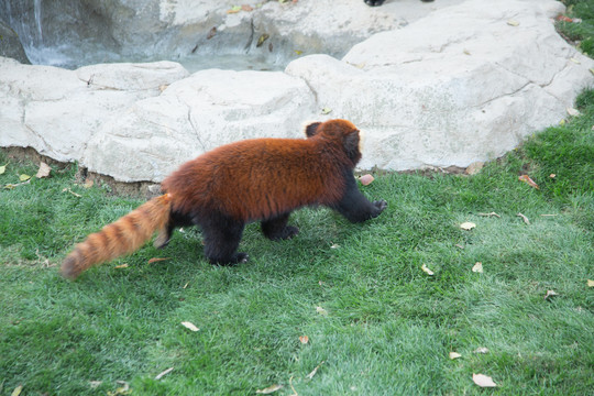 野生动物园里的小熊猫