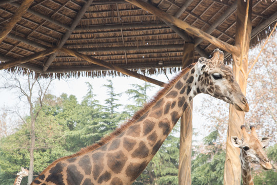 上海野生动物园里的长颈鹿