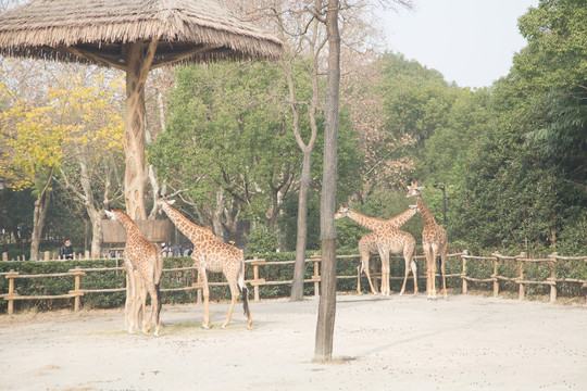 上海野生动物园里的长颈鹿
