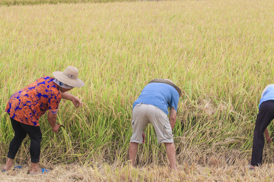 农民在收割水稻