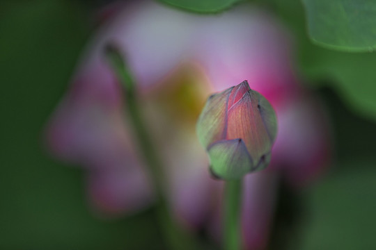 红荷花映衬骨朵图