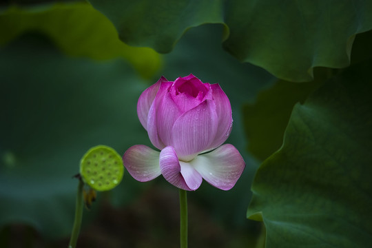 清新红荷花图