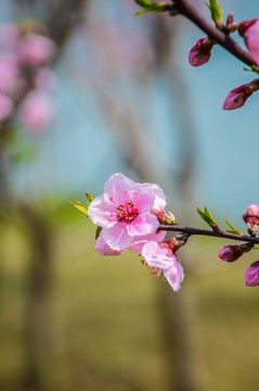 桃花