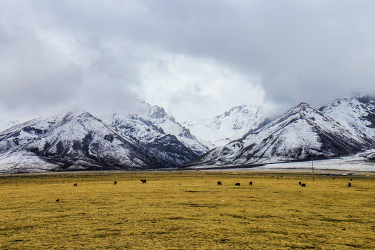 雪山草原冬季