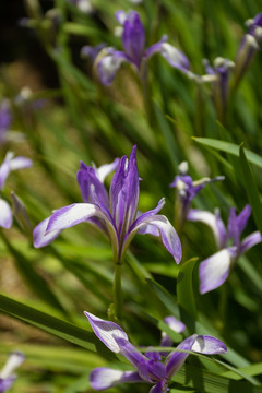 马莲花开