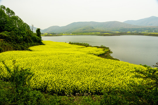 油菜花