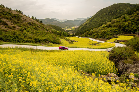 油菜花