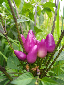 种植紫色辣椒
