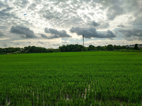 绿油油稻田