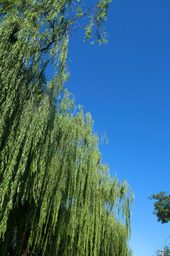 蓝天下的垂杨柳