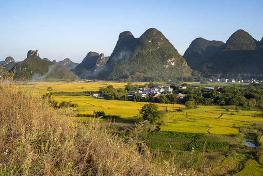 美丽乡村金色稻田