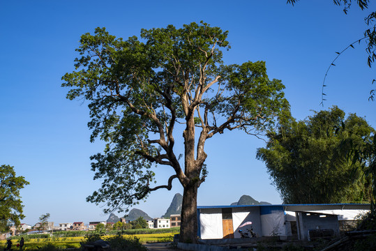 阳光蓝天绿树夏天天空