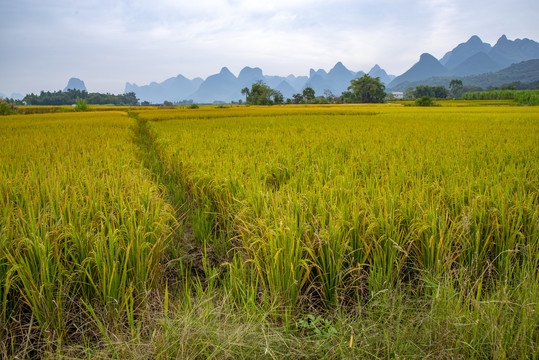 水稻田农业粮食基地