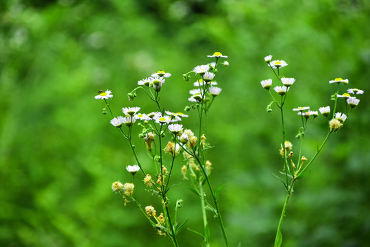 野菊花