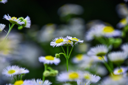 野菊花