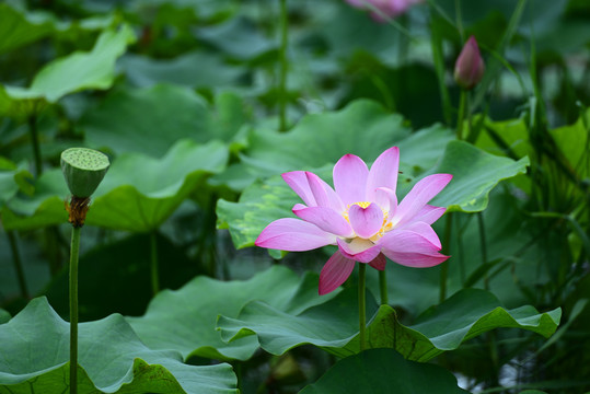 荷花