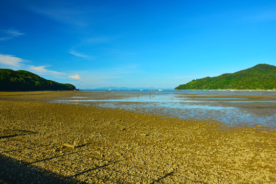 红树林湿地公园风景